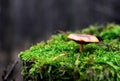 Dangerous inedible mushrooms in a dark forest. Poisonous mushrooms, hazardous to health. Royalty Free Stock Photo