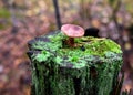 Dangerous inedible mushrooms in a dark forest. Poisonous mushrooms, hazardous to health. Royalty Free Stock Photo