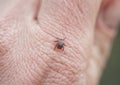 infectious insect mite crawls on the skin of the human hand to suck the blood Royalty Free Stock Photo