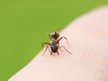 dangerous insect ant crawling on the skin of the hands