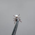 dangerous insect mite was extracted with a metal tool with tweezers from an animal with a piece of skin Royalty Free Stock Photo