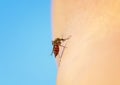 Dangerous insect repellent mosquito punctured human skin and dr
