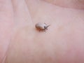 Dangerous insect tick