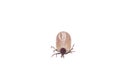 Dangerous insect tick