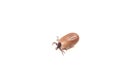 Dangerous insect tick