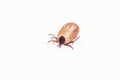 Dangerous insect tick