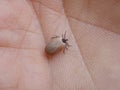 Dangerous insect tick