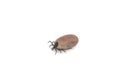 Dangerous insect tick