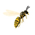 Dangerous insect wasp on a white background. Vector illustration