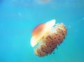 A dangerous jellyfish swims in the blue clear sea. Royalty Free Stock Photo