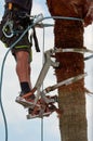 Dangerous job, man climbing, palm tree pruning with special climbing tool, job safety, safe gardeners tools Royalty Free Stock Photo