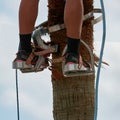 Dangerous job, man climbing, palm tree pruning with special climbing tool, job safety, safe gardeners tools