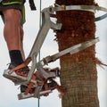 Dangerous job, man climbing, palm tree pruning with special climbing tool, job safety, safe gardeners tools