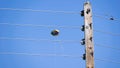 Dangerous kite flying near electric power lines