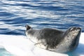 Dangerous leopard seal Royalty Free Stock Photo