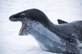 Dangerous leopard seal on ice floe in Antarctica. Royalty Free Stock Photo