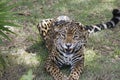 Leopard showing fangs giving a loud roar Royalty Free Stock Photo