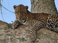 Dangerous Leopard sitting on trunk and looking in a serious way