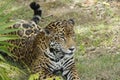 Leopard among the vegetation waiting for its prey