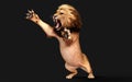 Dangerous Lion Acts and Poses Isolated with Clipping Path