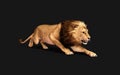 Dangerous Lion Acts and Poses Isolated with Clipping Path