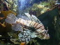 Dangerous lion fish at the Gosier aquarium in Guadeloupe Royalty Free Stock Photo