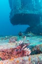 Dangerous Lion Fish near Shipwreck Royalty Free Stock Photo