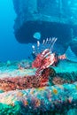 Dangerous Lion Fish near Shipwreck Royalty Free Stock Photo