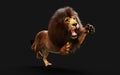 Action of Dangerous Lion with Clipping Path