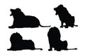 Dangerous lion sitting silhouette set on a white background. Wild Lions silhouette bundle design. Carnivore big cats sitting and