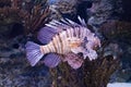 The dangerous lionfish