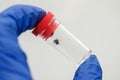 dangerous insect mites in a glass jar in the hand of an infectious researcher Royalty Free Stock Photo