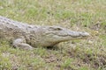 A Nile crocodile Crocodylus niloticus resting in a grass field. Royalty Free Stock Photo