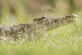 A Nile crocodile Crocodylus niloticus resting in a grass field. Royalty Free Stock Photo