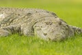 A Nile crocodile Crocodylus niloticus resting in a grass field. Royalty Free Stock Photo