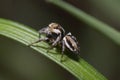 Dangerous looking wolf spider sitting on blade of grass