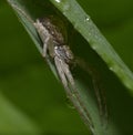 Dangerous looking nursery web spider sitting on blade of grass