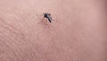 Dangerous Malaria Infected By Mosquito Bite. Leishmaniasis, Encephalitis, Fever, Dengue, Malaria, Mosquitoes, Parasites, Macro