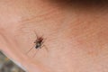 Dangerous malaria infected with mosquito bites Leishmaniasis.