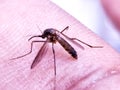 Dangerous Malaria Infected Mosquito Skin Bite.