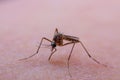 , Dangerous Malaria Infected Mosquito Skin Bite