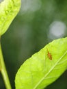 Dangerous MALARIA infection parasite, small yellow brown tropical mosquito insect