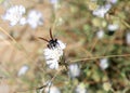 dangerous mammoth-type wasps sucking nectar in summer