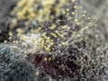 Abstract blurred backgroup Dangerous mold. Selected sharpness The concept dampness  dust respiratory problems  allergies Royalty Free Stock Photo