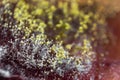 Blurred background Dangerous mold close-up. The concept of dampness, moisture, dust, respiratory problems with allergies Royalty Free Stock Photo