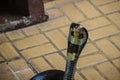 Dangerous monocled cobra snakes come into the house. The monocle Royalty Free Stock Photo