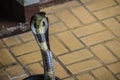 Dangerous monocled cobra snakes come into the house. The monocle Royalty Free Stock Photo