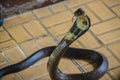 Dangerous monocled cobra snakes come into the house. The monocle