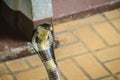 Dangerous monocled cobra snakes come into the house. The monocle Royalty Free Stock Photo