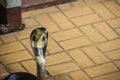 Dangerous monocled cobra snakes come into the house. The monocle Royalty Free Stock Photo